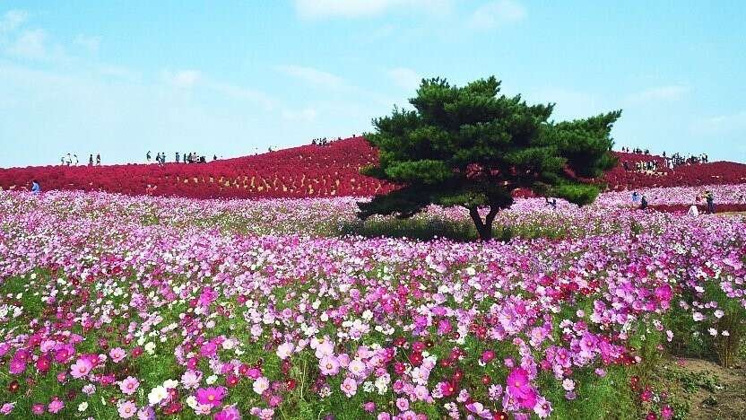 Menikmati Bunga Bermekaran di Ibaraki Park dalam Wisata Halal Jepang (1)