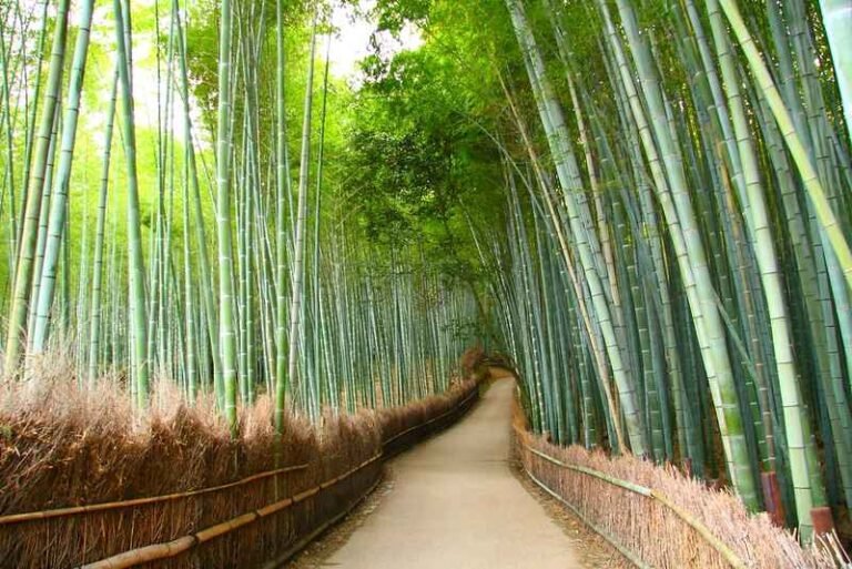 Travel Jepang: Menikmati Alam dan Ketenangan Hutan Bambu Arashiyama