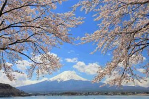 Kawaguchi Lake Sakura, Destinasi Terbaik Wisata Halal Jepang Halal Tour ke Jepang Saat Musim Gugur, Rute Favorit Muslim Traveler