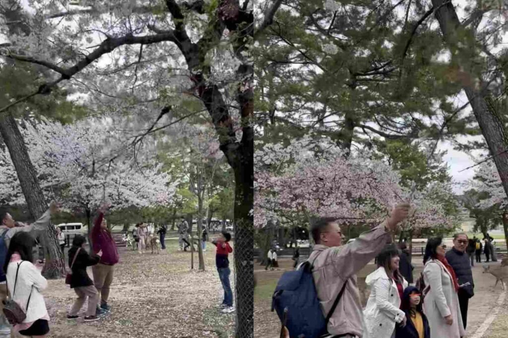 Orang Indonesia di Jepang Bikin Malu dan Viral (1)