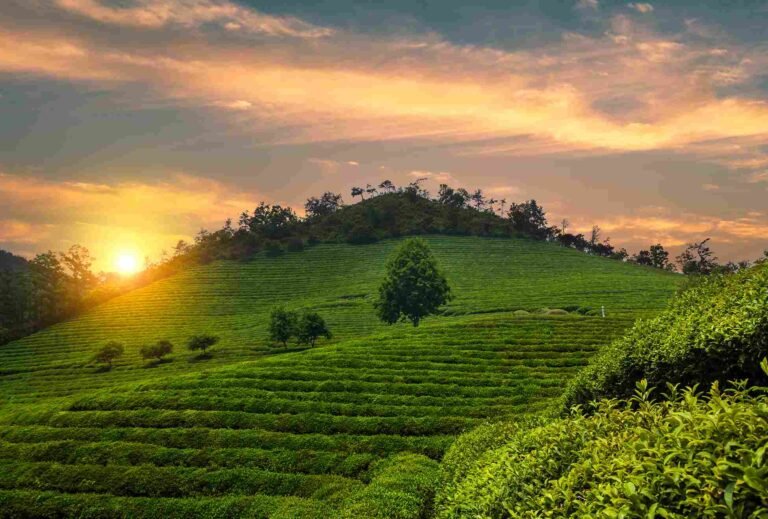 Boseong Green Tea Fields, Lanskap Perkebunan Teh Ala Puncak dalam Tour Korea