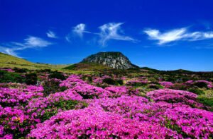 Tour Korea ke Pulau Jeju, Destinasi Alam Menakjubkan yang Wajib Dikunjungi Wisata Muslim ke Jeju, Sisi Korea Selatan yang Berbeda dari Seoul