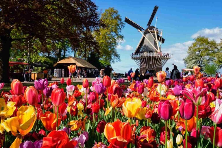 Halal Tour Belanda Menikmati Eloknya Taman Bunga Tulip Terbesar Dunia di Keukenhof