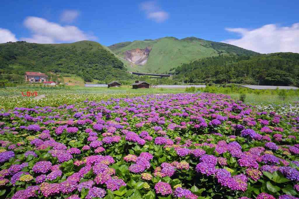 Halal Tour Musim Semi ke Yangmingshan National Park, Tempat Healing Sempurna!