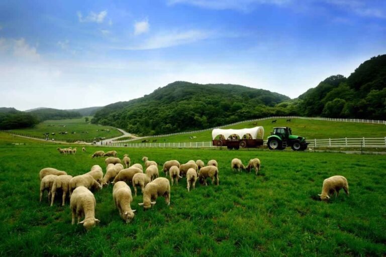 Daegwallyeong Sheep Farm, Tour Korea ke Peternakan Domba dengan Vibes Ala Swiss