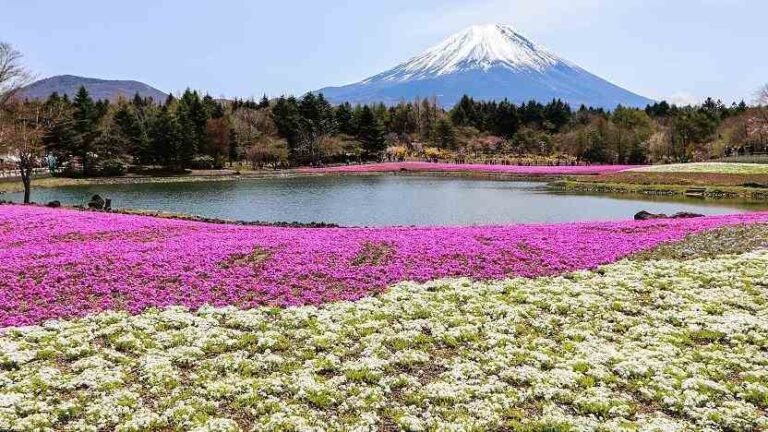 Festival Fuji Shibazakura, Surga Bunga dalam Halal Tour ke Kaki Gunung Fuji