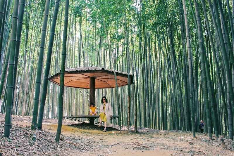 Rasakan Sensasi Healing di Tengah Hutan Bambu Juknokwon dalam Tour Korea