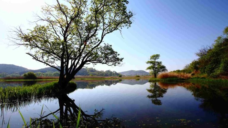 Menjelajahi Keajaiban Alam yang Autentik dalam Tour Korea ke Upo Wetlands