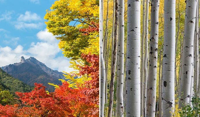 Wondae-ri Birch Forest, Pesona Alam Bak Lukisan yang Cuma Ada dalam Tour Korea
