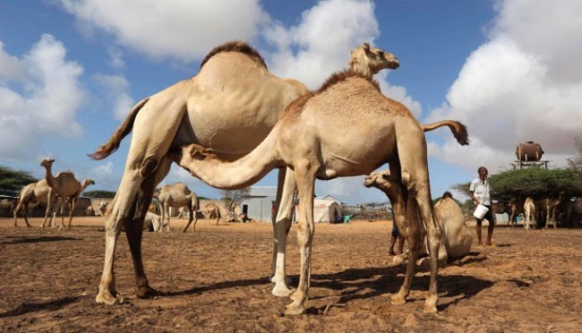 Wisata Muslim di Arab Saudi Sempatkan Mencicipi Daging Unta