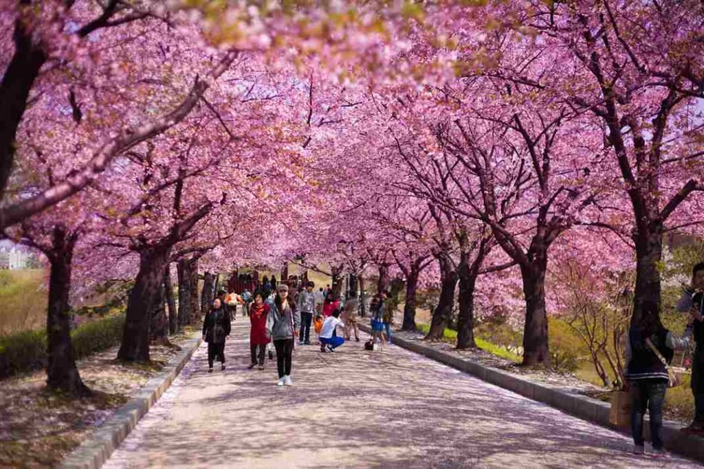 Jangan Sampai Kena Masalah! Ini Daftar Pantangan Saat Tour Korea Korea Halal Escape: Liburan Tanpa Drama, Tapi Serasa K-Drama!