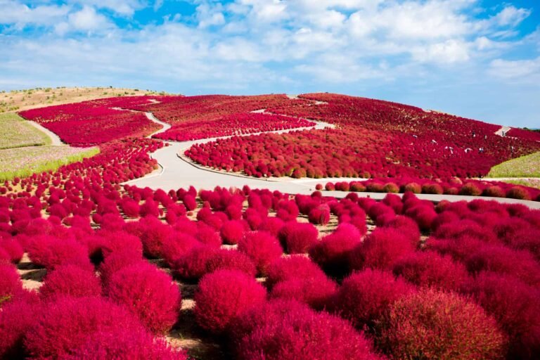 Nggak Cuma Sakura, Tour Jepang Juga Punya Kochia Merah yang Cantik Banget!