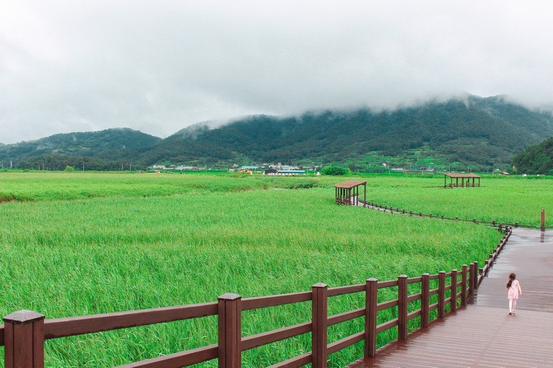 Suncheon Bay Wetland Reserve, Hidden Gem Alam untuk Paket Tour Korea