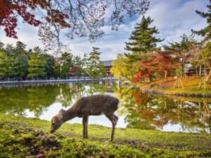 Tour & Travel ke Jepang, Kota Selain Tokyo yang Layak Dikunjungi