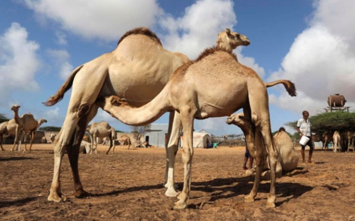 Wisata Muslim di Arab Saudi Sempatkan Mencicipi Daging Unta